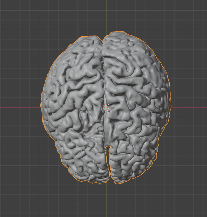 top view of brain in Blender