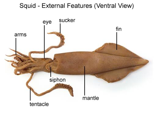 squid parts diagram
